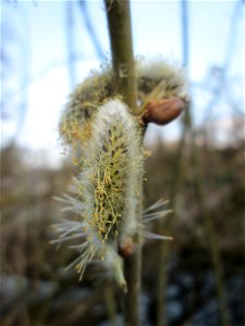 Blühende Asch-Weide (Salix cinerea) am Tabaksweiher in Sankt Arnual