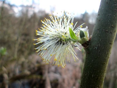 Blühende Asch-Weide (Salix cinerea) am Tabaksweiher in Sankt Arnual