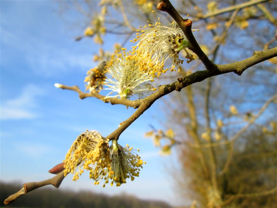 Asch-Weide (Salix cinerea) in der Malscher Aue