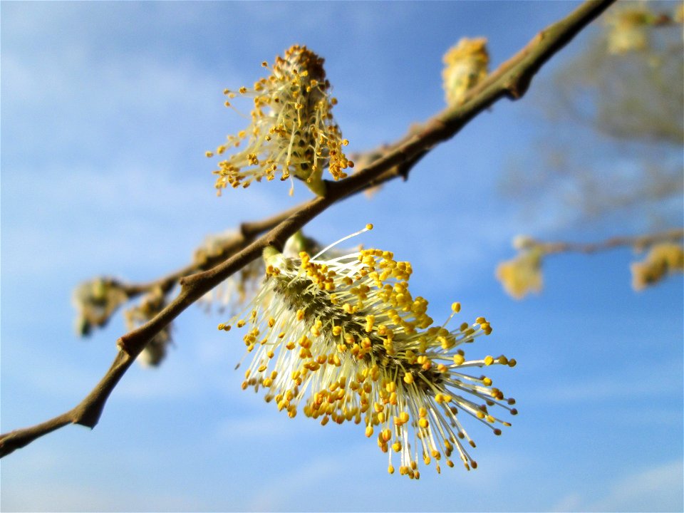 Asch-Weide (Salix cinerea) in der Malscher Aue