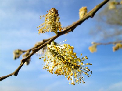 Asch-Weide (Salix cinerea) in der Malscher Aue