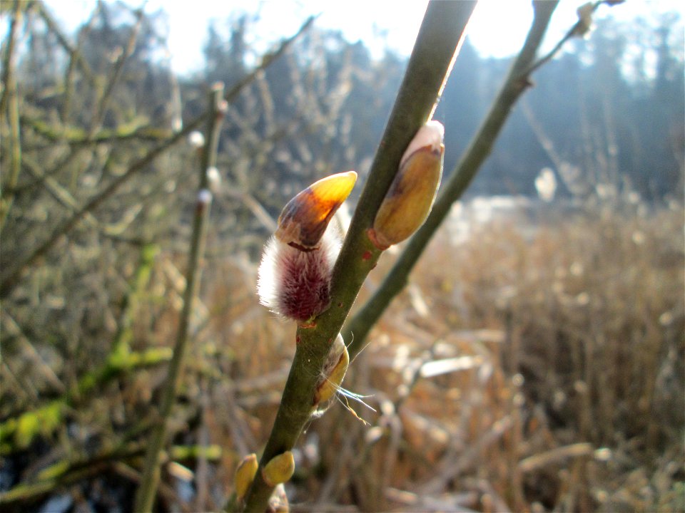 Aufgehende Kätzchen der Asch-Weide (Salix cinerea) am Tabaksweiher bei Sankt Arnual