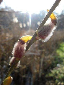 Aufgehende Kätzchen der Asch-Weide (Salix cinerea) am Tabaksweiher bei Sankt Arnual