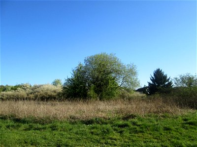 Asch-Weide (Salix cinerea) im Güdinger Allmet - charakteristisch ist der kuppelförmige Wuchs