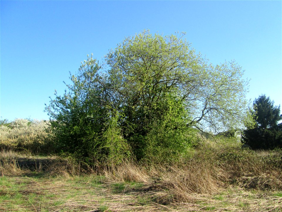 Asch-Weide (Salix cinerea) im Güdinger Allmet - charakteristisch ist der kuppelförmige Wuchs