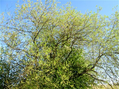 Asch-Weide (Salix cinerea) im Güdinger Allmet - charakteristisch ist der kuppelförmige Wuchs