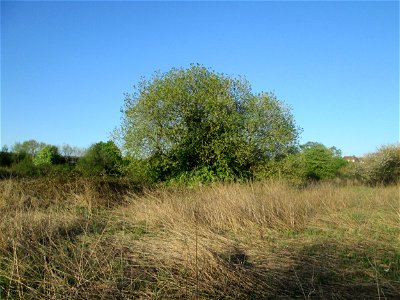 Asch-Weide (Salix cinerea) im Güdinger Allmet - charakteristisch ist der kuppelförmige Wuchs