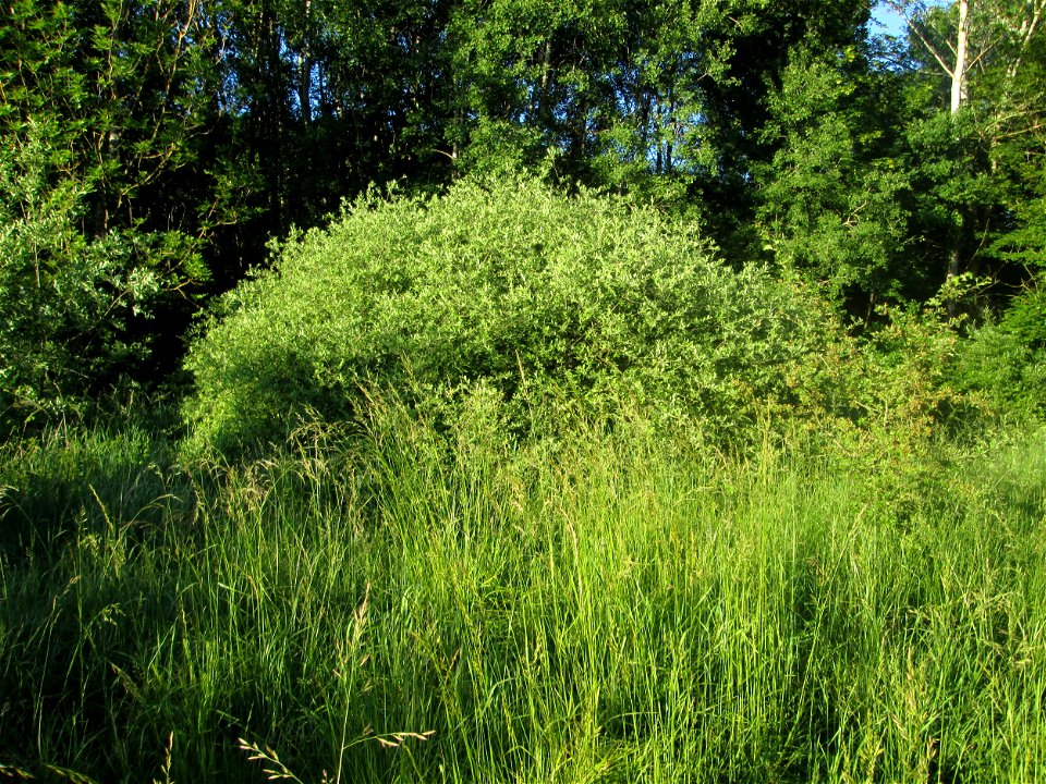 Asch-Weide (Salix cinerea) im Naturschutzgebiet "St. Arnualer Wiesen" - charakteristisch ist der kuppelförmige Habitus