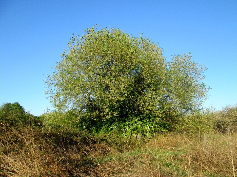 Asch-Weide (Salix cinerea) im Güdinger Allmet - charakteristisch ist der kuppelförmige Wuchs