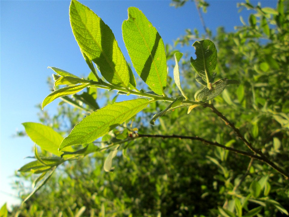 Asch-Weide (Salix cinerea) im Naturschutzgebiet "St. Arnualer Wiesen"