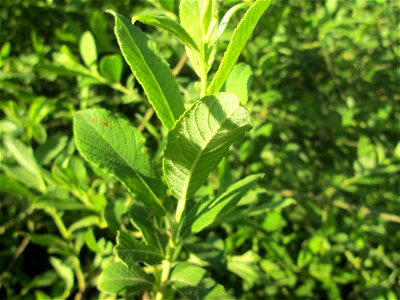 Asch-Weide (Salix cinerea) im Naturschutzgebiet "St. Arnualer Wiesen"