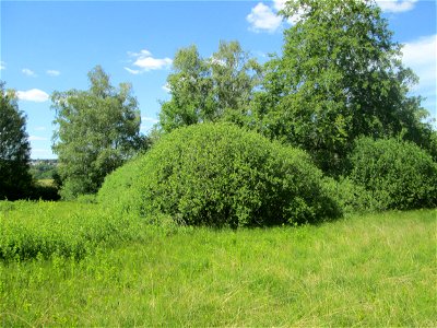 Asch-Weide (Salix cinerea) im Naturschutzgebiet „Beierwies“ oberhalb von Fechingen - charakteristisch ist der kuppelförmige Habitus photo