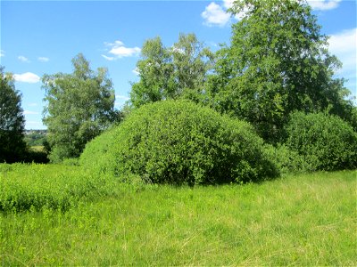 Asch-Weide (Salix cinerea) im Naturschutzgebiet „Beierwies“ oberhalb von Fechingen - charakteristisch ist der kuppelförmige Habitus