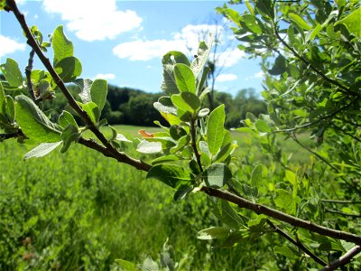 Asch-Weide (Salix cinerea) im Naturschutzgebiet „Beierwies“ oberhalb von Fechingen