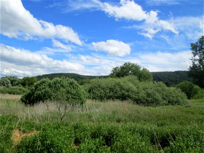 Asch-Weide (Salix cinerea) im Landschaftsschutzgebiet „Tabakmühlental - Oberster Weiher“ im Almet in Sankt Arnual - charakteristisch ist der kuppelförmige Wuchs