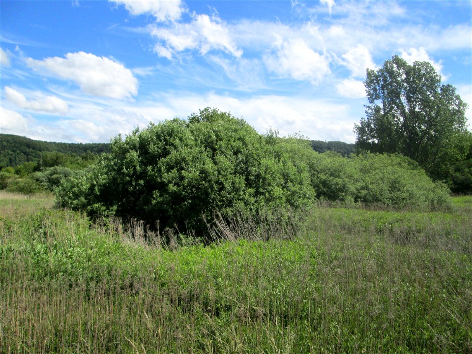 Asch-Weide (Salix cinerea) im Landschaftsschutzgebiet „Tabakmühlental - Oberster Weiher“ im Almet in Sankt Arnual - charakteristisch ist der kuppelförmige Wuchs