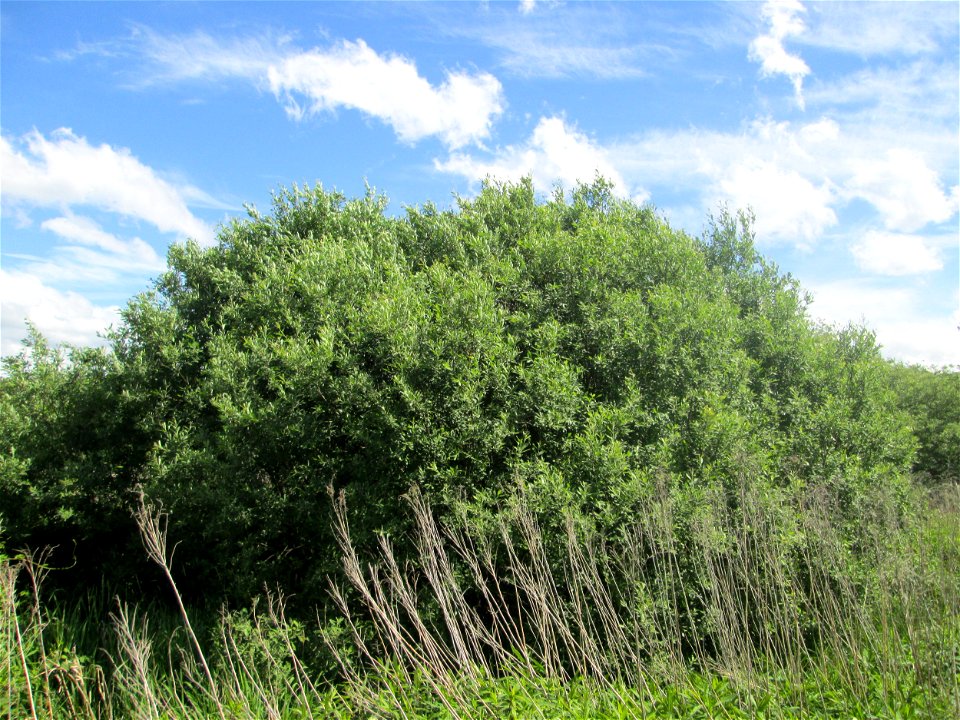Asch-Weide (Salix cinerea) im Landschaftsschutzgebiet „Tabakmühlental - Oberster Weiher“ im Almet in Sankt Arnual - charakteristisch ist der kuppelförmige Wuchs