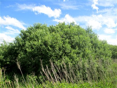 Asch-Weide (Salix cinerea) im Landschaftsschutzgebiet „Tabakmühlental - Oberster Weiher“ im Almet in Sankt Arnual - charakteristisch ist der kuppelförmige Wuchs