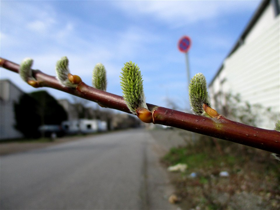 Asch-Weide (Salix cinerea), ungewöhnlicher Standort am Straßenrand in Brebach