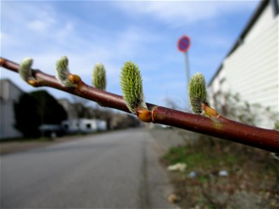 Asch-Weide (Salix cinerea), ungewöhnlicher Standort am Straßenrand in Brebach