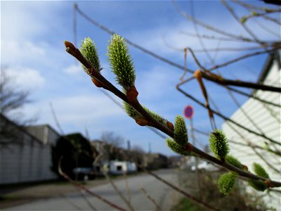 Asch-Weide (Salix cinerea), ungewöhnlicher Standort am Straßenrand in Brebach