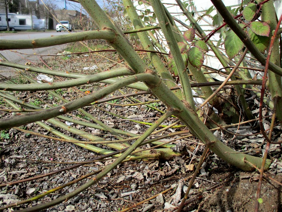 Asch-Weide (Salix cinerea), ungewöhnlicher Standort am Straßenrand in Brebach