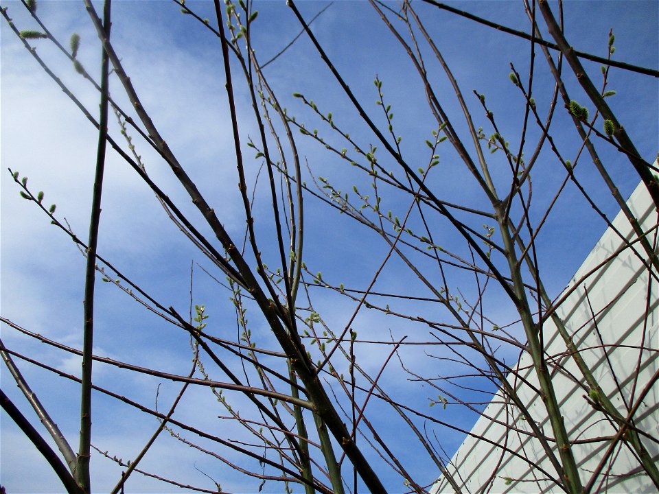 Asch-Weide (Salix cinerea), ungewöhnlicher Standort am Straßenrand in Brebach