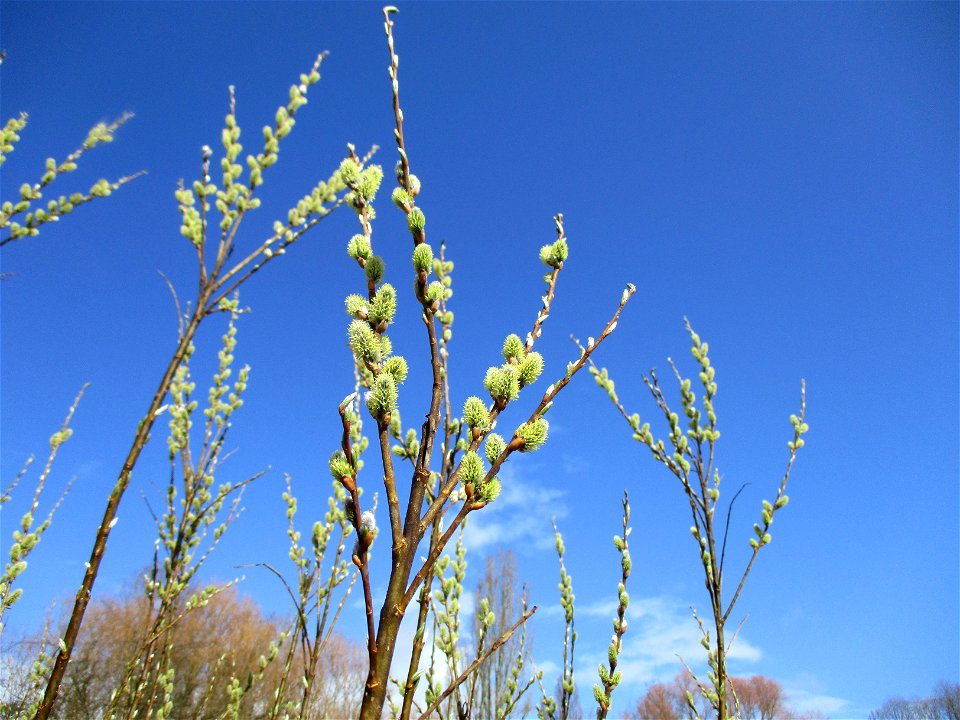 Blühende Asch-Weide (Salix cinerea) im Naturschutzgebiet "St. Arnualer Wiesen"