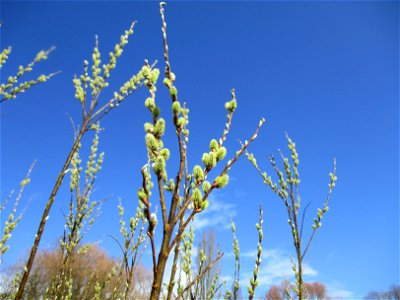 Blühende Asch-Weide (Salix cinerea) im Naturschutzgebiet "St. Arnualer Wiesen"