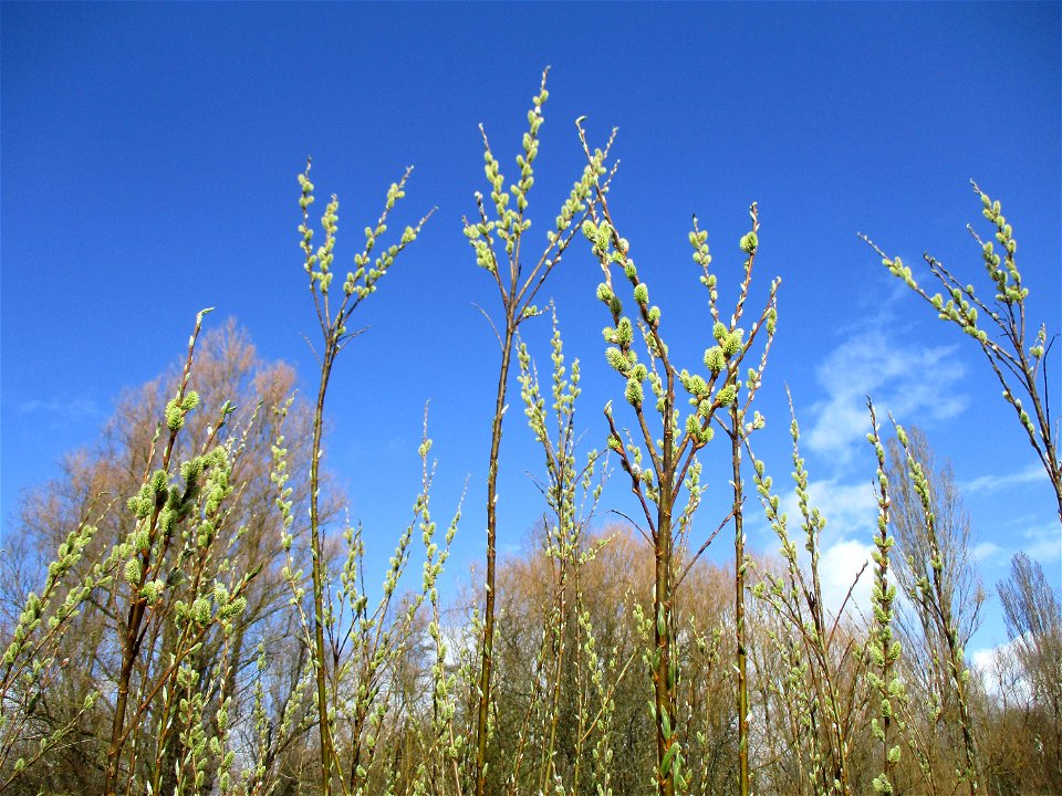 Blühende Asch-Weide (Salix cinerea) im Naturschutzgebiet "St. Arnualer Wiesen"