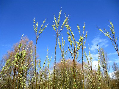 Blühende Asch-Weide (Salix cinerea) im Naturschutzgebiet "St. Arnualer Wiesen"