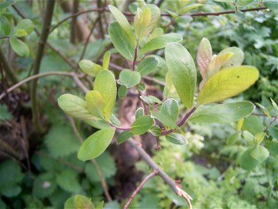 Deze foto toont de bladeren van de Salix sp., ? S. cinerea,  S. aurita.