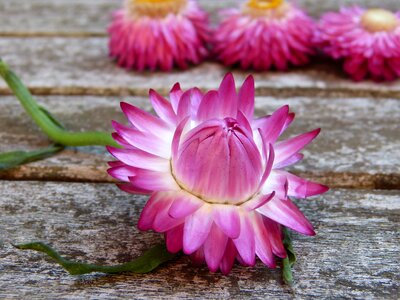Pink garden gardening