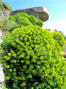 Remaining of a blockhauss at the end of the presqu'isle of Cap-Ferrat, Alpes-Maritimes, France. photo