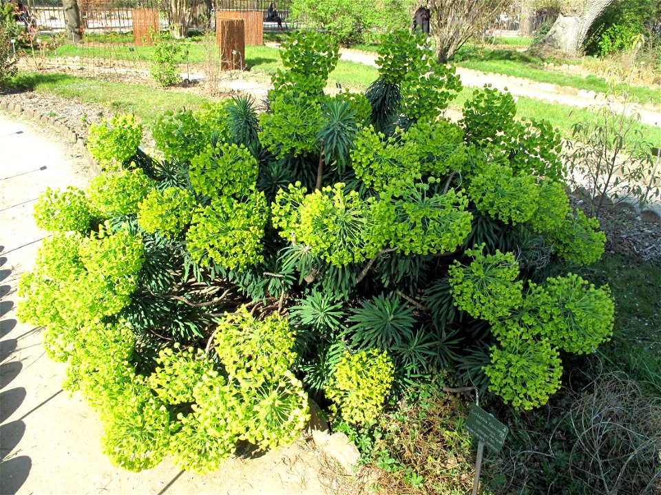 Euphorbia characias in the Jardin des Plantes in Paris. (the botanic label belongs to the next plant)