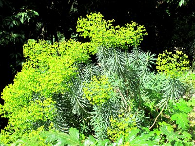 Euphorbia characias in the jardin des Serres de la Madone in Menton (Alpes-Maritimes, France).