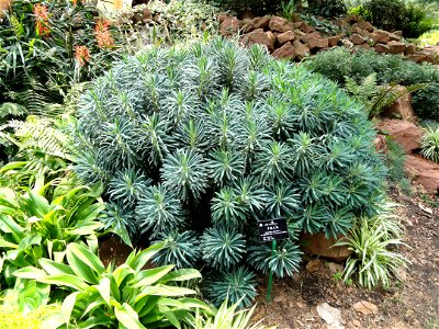 Plant specimen in the Kunming Botanical Garden, Kunming, Yunnan, China.