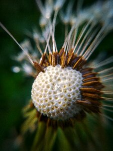 Macro dandelion Free photos