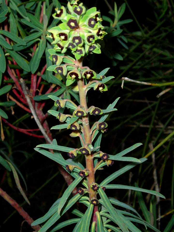 Euphorbia characias
