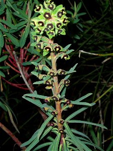 Euphorbia characias