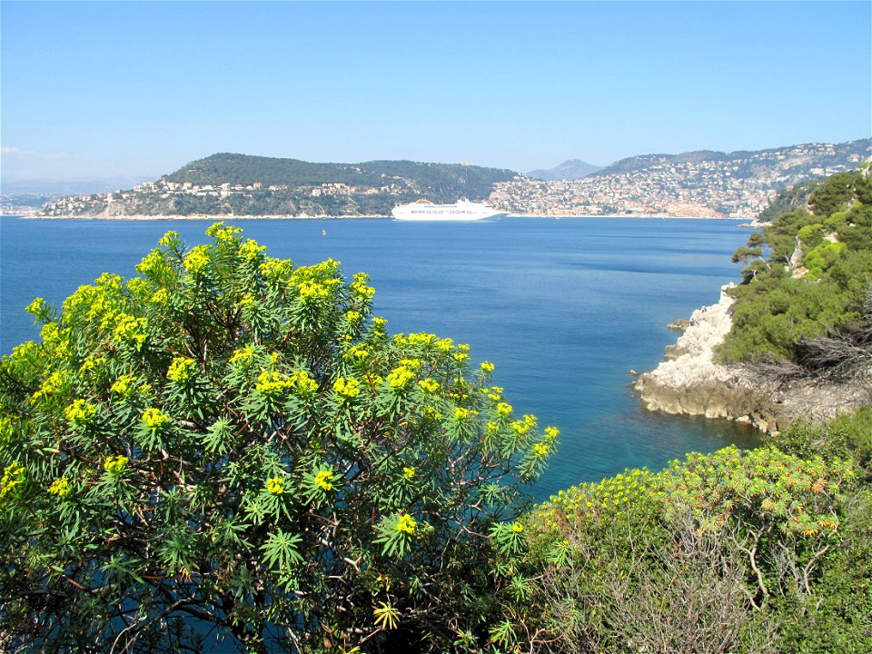Euphorbia characias on the sea shore at Saint-Jean Cap-Ferrat (Alpes-Maritimes, France). In the background, the cruise ship Oceana'.