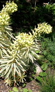 Euphorbia characias 'EmmerGreen'; Botanic Garden, Vienna, Austria.
