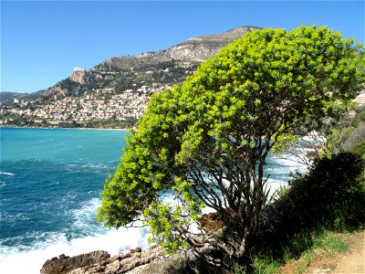 Euphorbia characias on the sea shore at Cap-Martin, France. photo