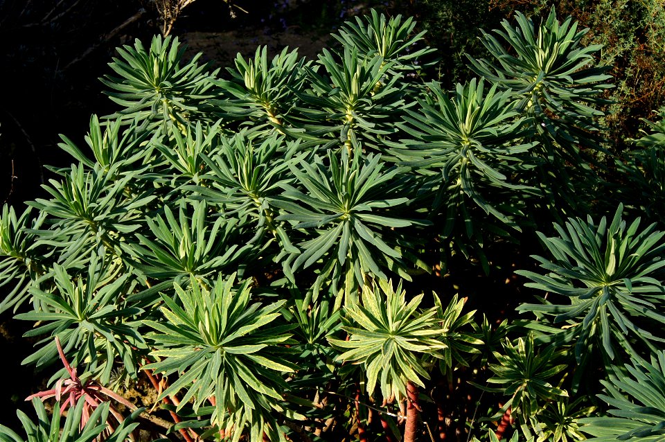 Euphorbia characias In the alpine garden of the Jardin des Plantes in Paris