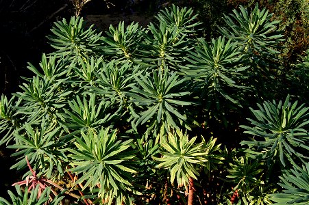 Euphorbia characias In the alpine garden of the Jardin des Plantes in Paris