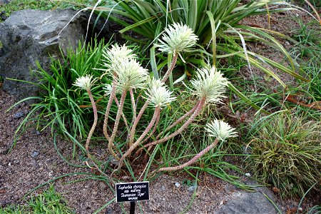 Botanical specimen in the Mendocino Coast Botanical Gardens, 18220 N Hwy 1, Fort Bragg, California, USA. photo