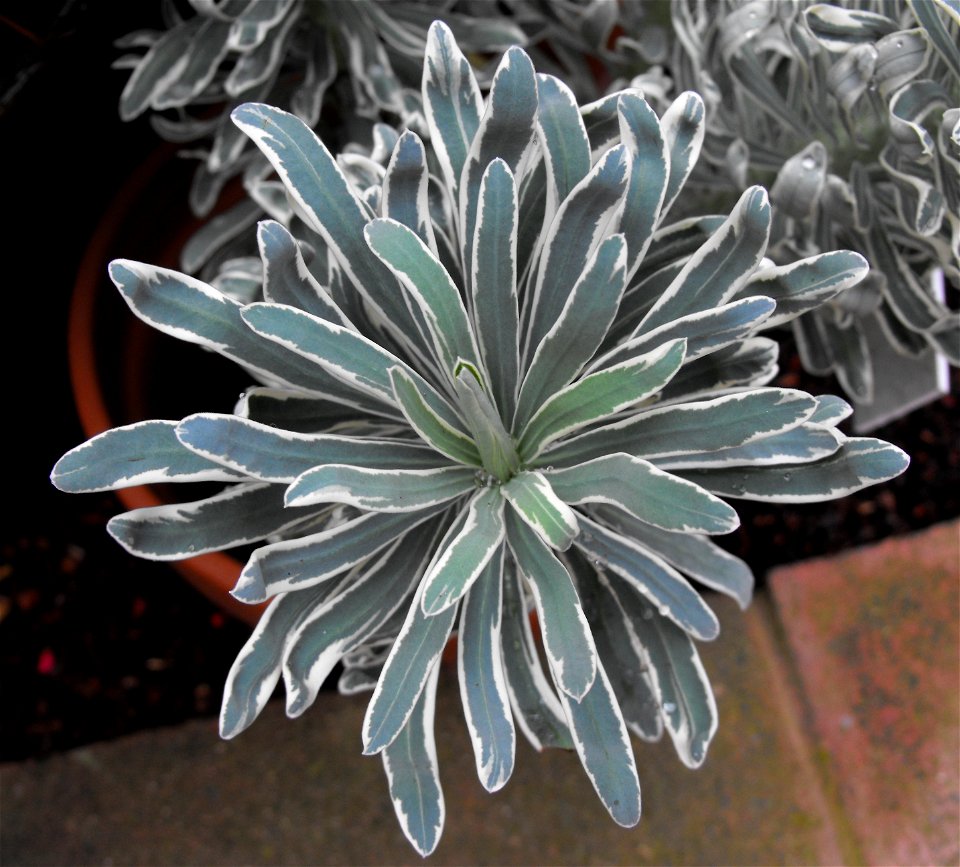Euphorbia characias in the Botanical Building at Balboa Park, San Diego, California, USA. Identified by sign.
