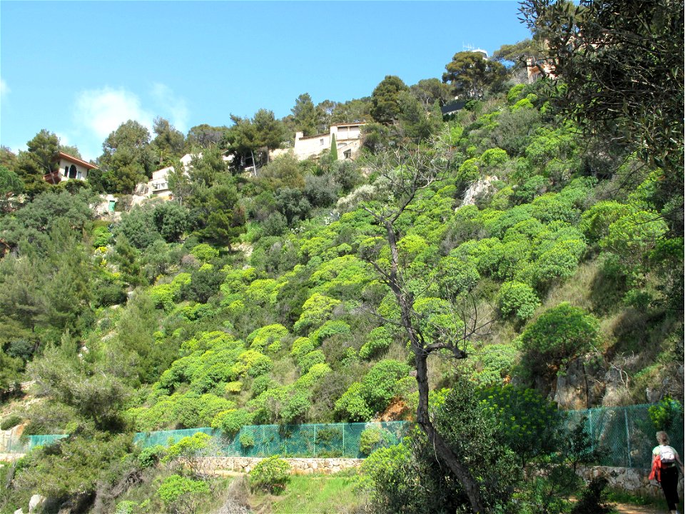 Euphorbia characias along the littoral path in Saint-Jean Cap-Ferrat, Alpes-Maritimes, France)