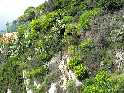 Euphorbia characias along the littoral path in Saint-Jean Cap-Ferrat, Alpes-Maritimes, France) photo