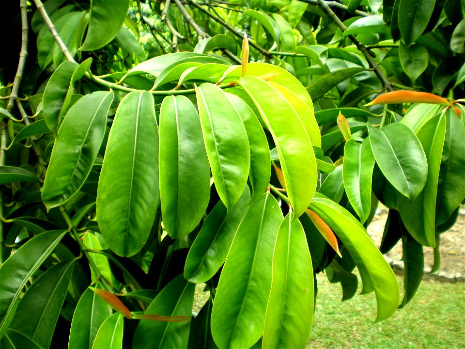 Foliage of Garcinia atroviridis (Guttiferae)
